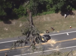 Man killed when tree crushes car