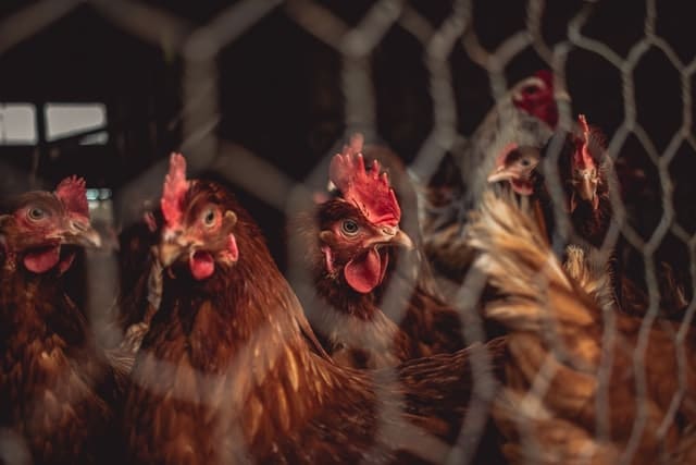 Poultry Farm H5N1 Bird Flu - Photo by Nighthawk Shoots on Unsplash