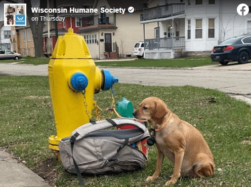 Wisconsin Dog Abandoned - Facebook