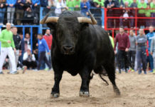 Colombia Bull Fight