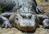 Giant Alligator Eats Man
