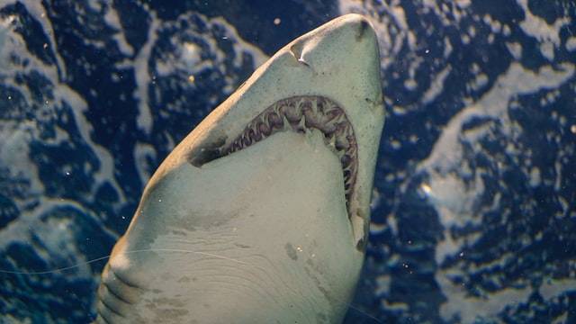 FL Shark Attack - Photo by Karen Zhang on Unsplash