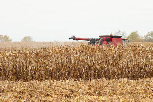 Harvester In Wheat Field